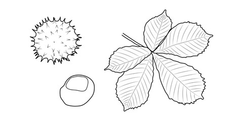 Leaves, fruits, chestnut seeds.