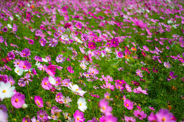 Cosmos flower field of flowers