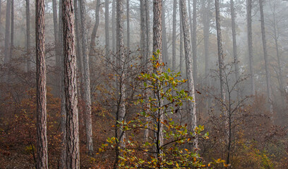 beautiful autumn forest in the mist