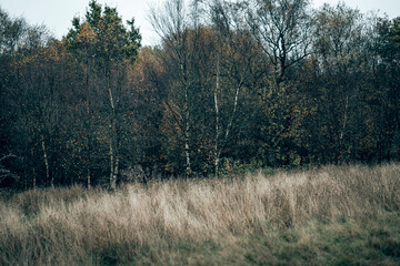 Long grass and foliage on a wet Autumn day in the English countryside