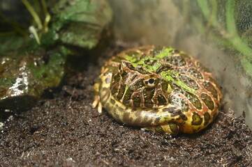 土の上で丸くなっているベルツノガエル