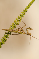 Egyptian flower mantis Blepharopsis mendica. Male. Cruz de Pajonales. Integral Natural Reserve of Inagua. Tejeda. Gran Canaria. Canary Islands. Spain.
