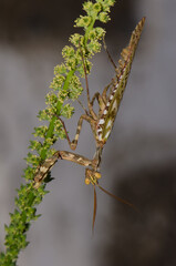 Egyptian flower mantis Blepharopsis mendica. Male. Cruz de Pajonales. Integral Natural Reserve of Inagua. Tejeda. Gran Canaria. Canary Islands. Spain.