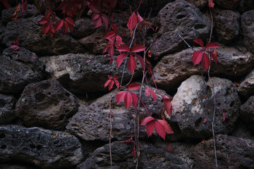 Red autumn leaves on a background of dark stones. Stone texture, dark and bright colors.