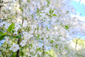 Cherry tree blooming on a clear spring day.