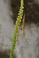 Egyptian flower mantis Blepharopsis mendica. Male. Cruz de Pajonales. Integral Natural Reserve of Inagua. Tejeda. Gran Canaria. Canary Islands. Spain.