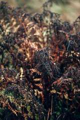 Long grass and foliage on a wet Autumn day in the English countryside