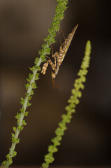 Egyptian flower mantis Blepharopsis mendica. Male. Cruz de Pajonales. Integral Natural Reserve of Inagua. Tejeda. Gran Canaria. Canary Islands. Spain.