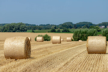 Rolled of barley hay on slope or hilly farmland, Harvested straw bales, Livestock in the farm in...