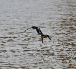 Birds in Khartoum Sudan 