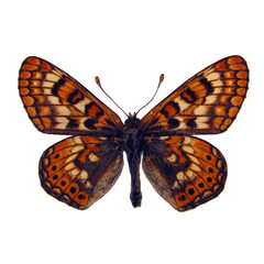 Orange butterfly isolated on white. Euphydryas davidi macro close up, collection butterflies, nymphalidae, insects