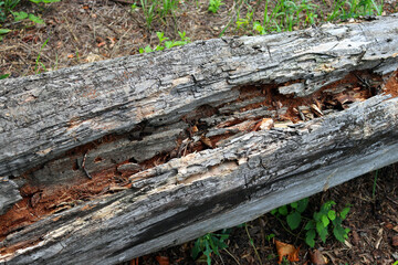 Texture of old rotten wood closeup
