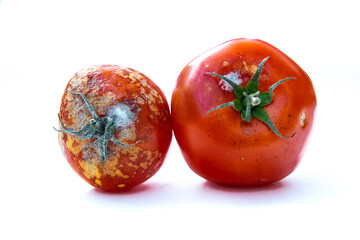 moldy tomatoes isolated on white background