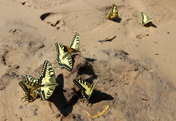 Papilio machaon swallowtail sit on wet sand near river, beautiful butterflies drink water, insect...