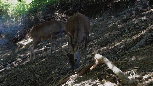 Front close up of a red deer eating leaves from the ground