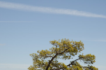 Canary Island pine Pinus canariensis, vapor trail and airplane. Cruz de la Huesita. Reserve of Inagua. Tejeda. Gran Canaria. Canary Islands. Spain.