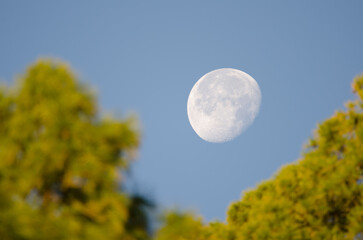 Moon among Canary Island pines Pinus canariensis. Integral Natural Reserve of Inagua. Gran Canaria....