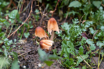 Brown mushrooms on a grassy background. Autumn mushrooms close-up in the green grass. gourmet food