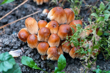 Brown mushrooms on a grassy background. Autumn mushrooms close-up in the green grass. gourmet food
