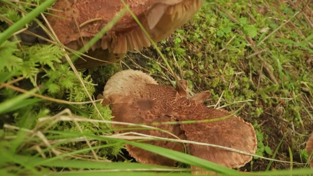 Funghi con cappello rotto crescono sul terreno umido del boscoMushrooms with broken hat grow on the wet ground of the forest