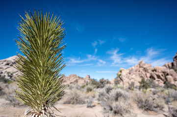 Landscape of Joshua Tree National Park with clear skies and rocky backdrop