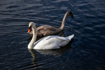swan and cygnets