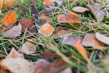 Frost on fallen leaves in late autumn or early winter, frost on grass at first frost - cold season concept
