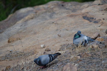 Canary Islands rock doves Columba livia canariensis. Integral Natural Reserve of Inagua. Gran...