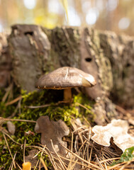 Toadstool mushroom on a stump.