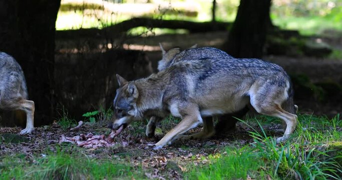 A European wolf family is in the forest