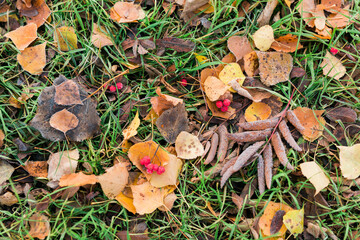 Frost on fallen leaves in late autumn or early winter, frost on grass at first frost - cold season concept