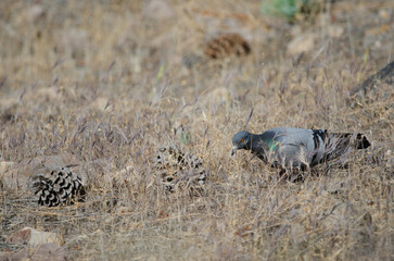 Canary Islands rock dove Columba livia canariensis looking for food. Integral Natural Reserve of...