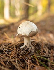 Toadstool mushroom grows in the ground in the forest.