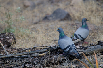 Canary Islands rock doves Columba livia canariensis. Integral Natural Reserve of Inagua. Gran Canaria. Canary Islands. Spain.