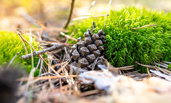 Pine cone on green moss.