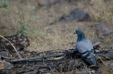 Canary Islands rock dove Columba livia canariensis. Integral Natural Reserve of Inagua. Gran Canaria. Canary Islands. Spain.