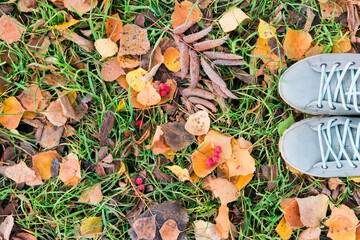 Top view shoes on autumn forest ground with frost and leaves falling on ground landscape. Close up of fallen leaves. forest dry leaves background copy space