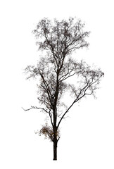 Obraz premium silhouette of a tree isolated