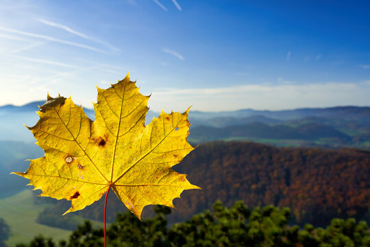 autumn leave in the sky