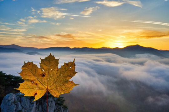 autumn leave in the sky at sunset