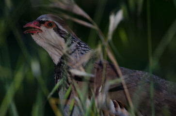 Red-legged partridge Alectoris rufa calling. The Nublo Rural Park. Gran Canaria. Canary Islands. Spain.