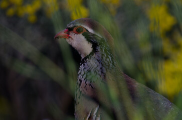 Red-legged partridge Alectoris rufa. The Nublo Rural Park. Gran Canaria. Canary Islands. Spain.