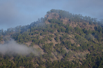 Forest of Canary Island pine Pinus canariensis in the Alsandara Mountain. Natural Reserve of Inagua. Tejeda. Gran Canaria. Canary Islands. Spain.