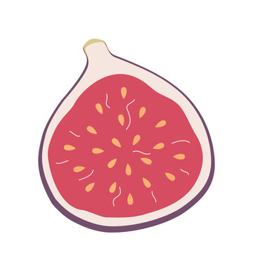 fig fruit cutaway, red, purple, white background clip art preview
