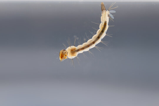 Macro of mosquito larva on black background. Mosquito's larva in water.