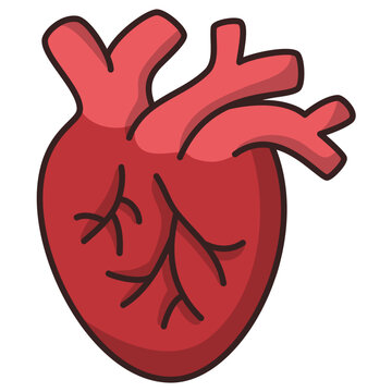 human heart anatomy icon