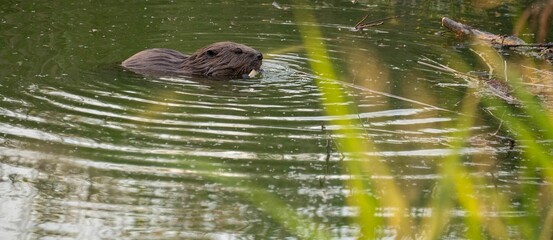 Beaver swimming on a river with grasses foreground