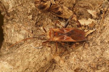Closeup on the Western Conifer seed bug , Leptoglossus occidentalis