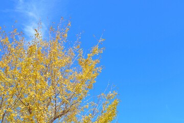 秋の黄色い銀杏の木と鮮やかな秋の空