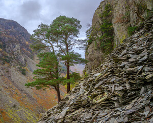 Trees growing on the side of a slate quarry